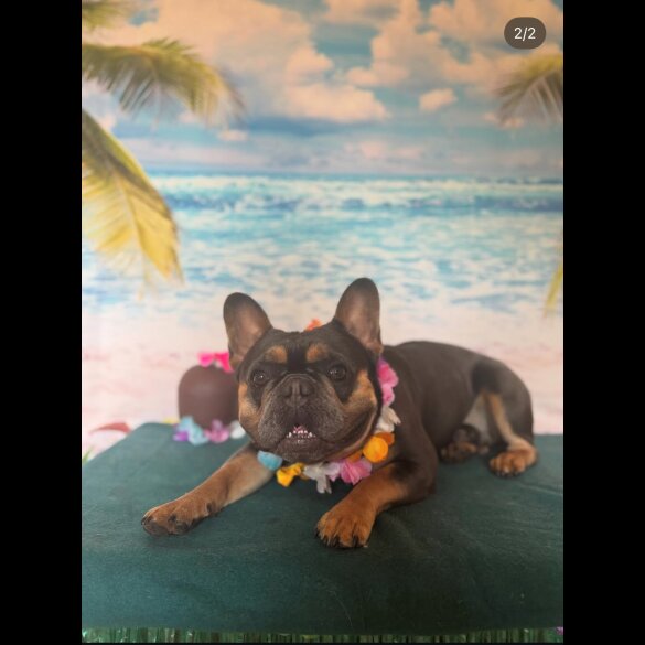 French Bulldog