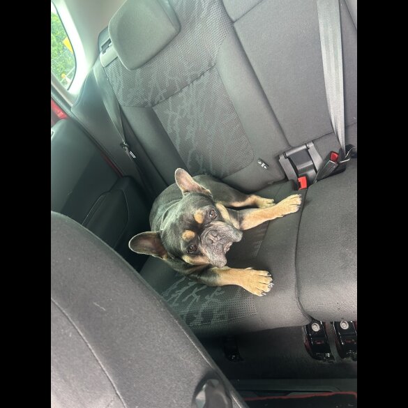 French Bulldog