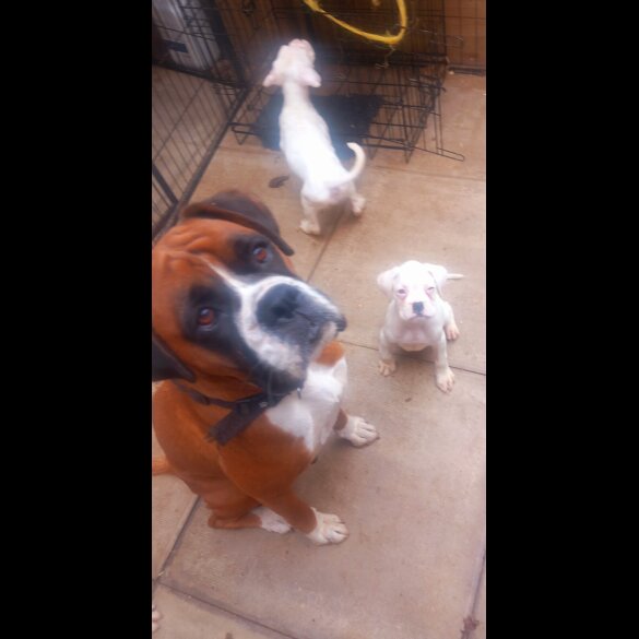 Boxer - Both