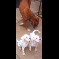 Boxer - Both