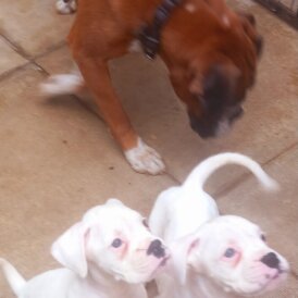 Boxer - Both