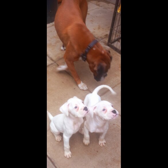 Boxer - Both