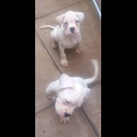 Boxer - Both