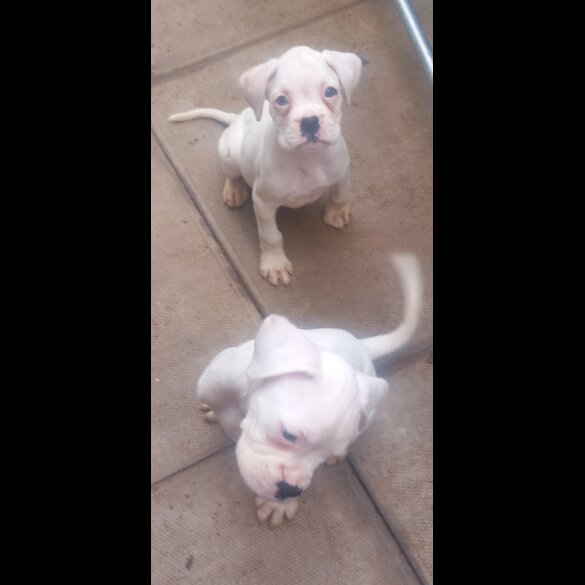 Boxer - Both