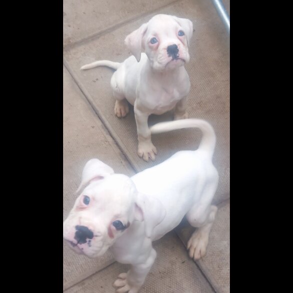 Boxer - Both