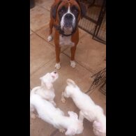 Boxer - Both