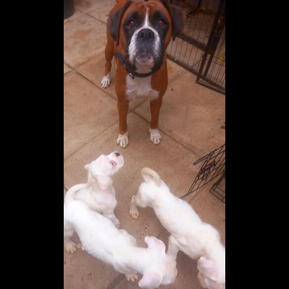 Boxer - Both