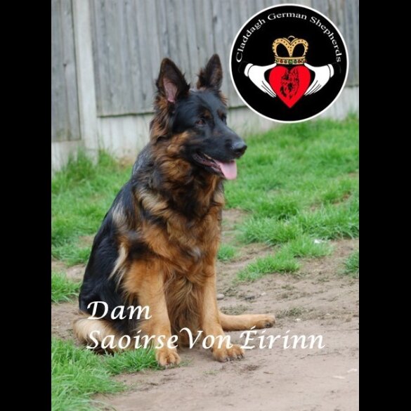 German Shepherd (Alsatian) - Both