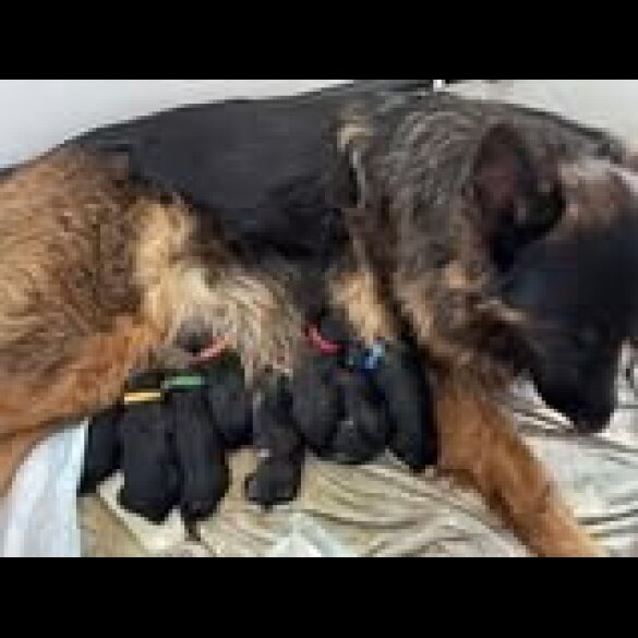 German Shepherd (Alsatian) - Both