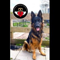 German Shepherd (Alsatian) - Both