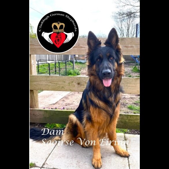 German Shepherd (Alsatian) - Both