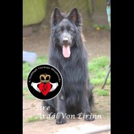 German Shepherd (Alsatian) - Both