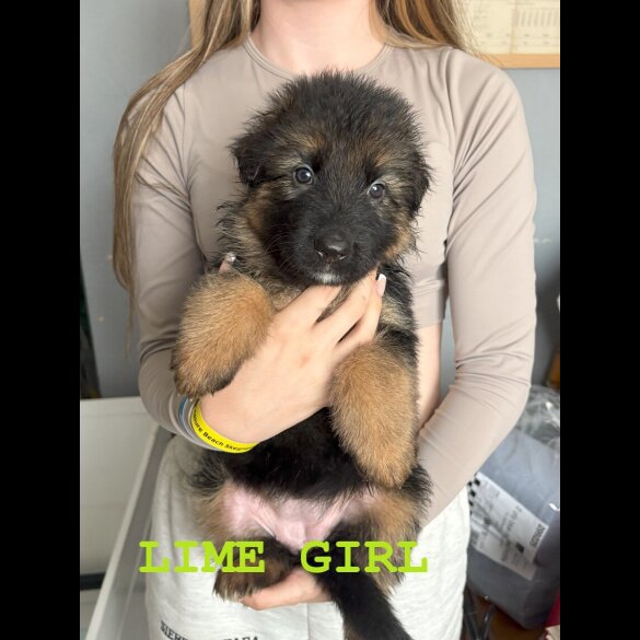 German Shepherd (Alsatian) - Both
