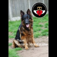 German Shepherd (Alsatian) - Both