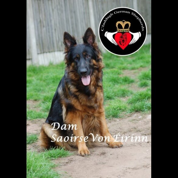German Shepherd (Alsatian) - Both