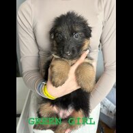 German Shepherd (Alsatian) - Both