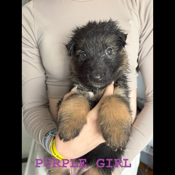 German Shepherd (Alsatian) - Both