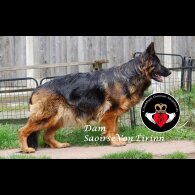German Shepherd (Alsatian) - Both