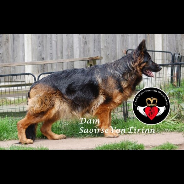 German Shepherd (Alsatian) - Both