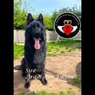German Shepherd (Alsatian) - Both