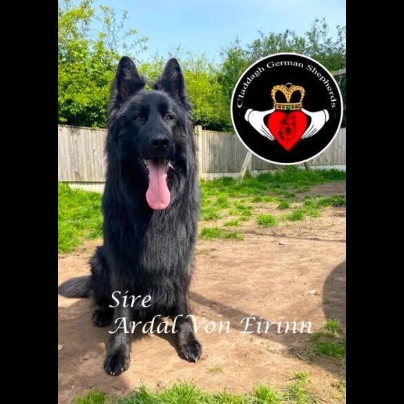German Shepherd (Alsatian) - Both