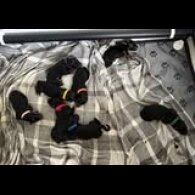German Shepherd (Alsatian) - Both