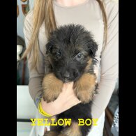 German Shepherd (Alsatian) - Both