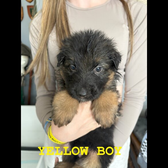 German Shepherd (Alsatian) - Both