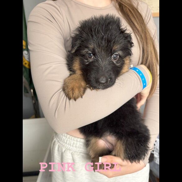 German Shepherd (Alsatian) - Both