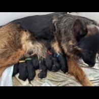 German Shepherd (Alsatian) - Both