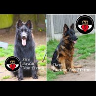 German Shepherd (Alsatian) - Both