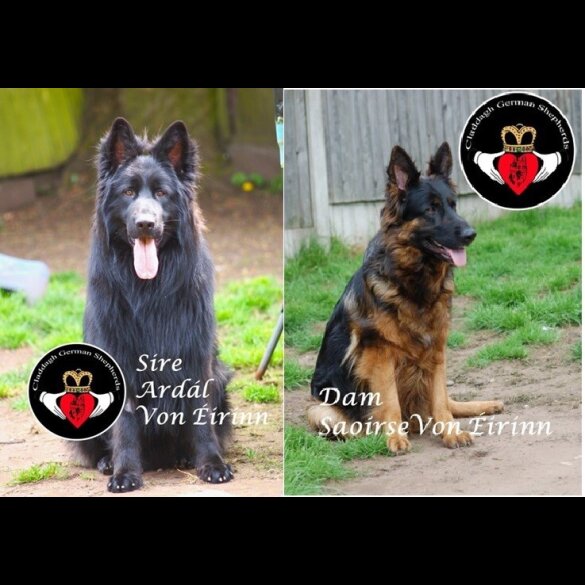 German Shepherd (Alsatian) - Both