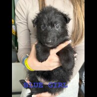 German Shepherd (Alsatian) - Both