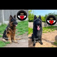 German Shepherd (Alsatian) - Both