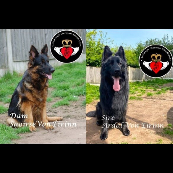 German Shepherd (Alsatian) - Both