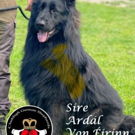 German Shepherd (Alsatian) - Both
