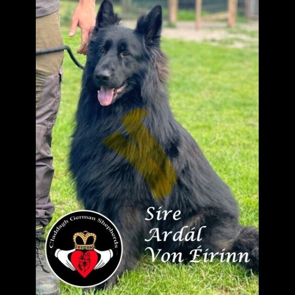 German Shepherd (Alsatian) - Both