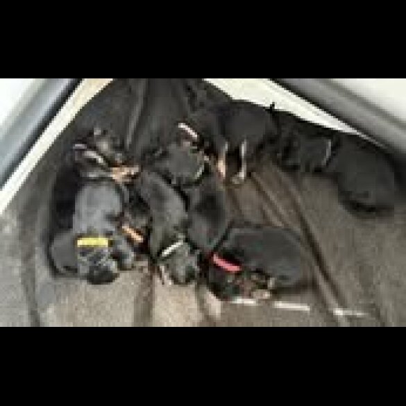 German Shepherd (Alsatian) - Both