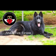 German Shepherd (Alsatian) - Both