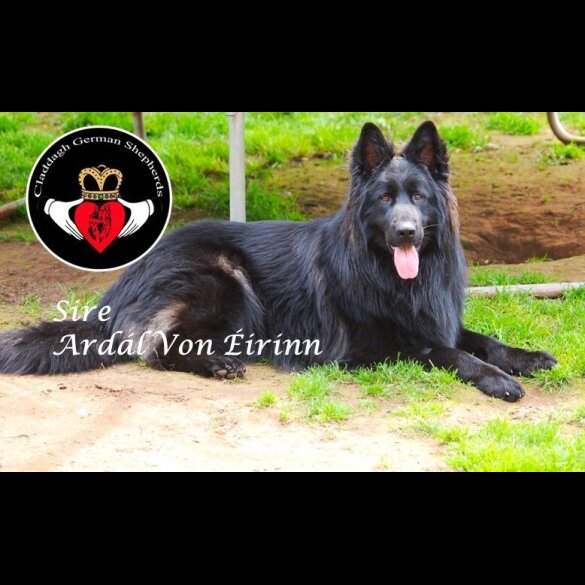 German Shepherd (Alsatian) - Both