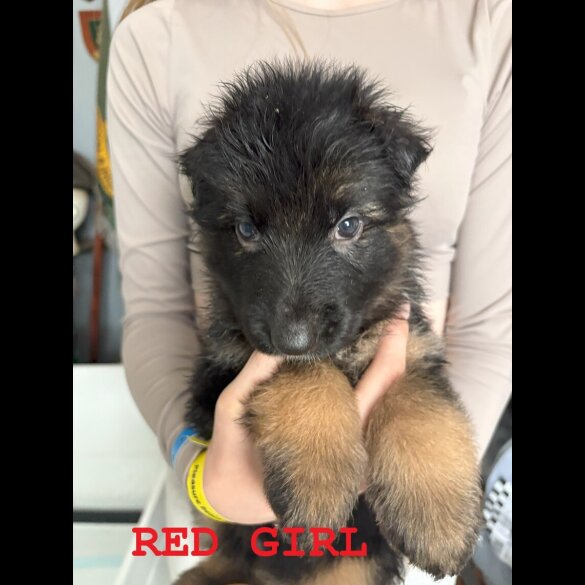 German Shepherd (Alsatian) - Both