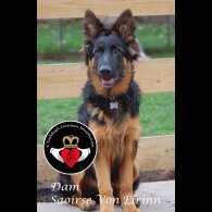 German Shepherd (Alsatian) - Both