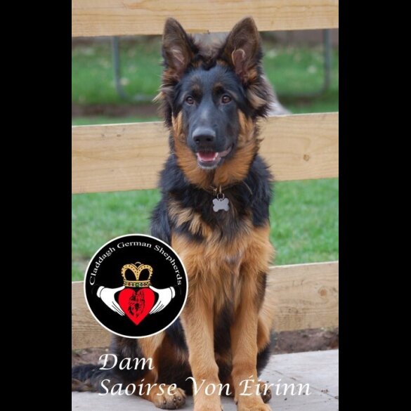 German Shepherd (Alsatian) - Both