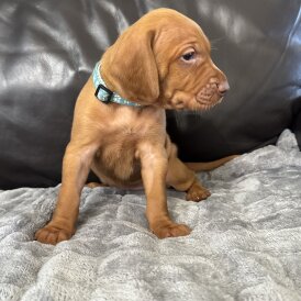 Hungarian Vizsla - Both