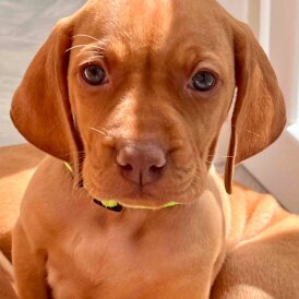 Hungarian Vizsla - Both