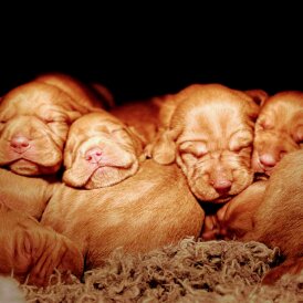 Hungarian Vizsla - Both