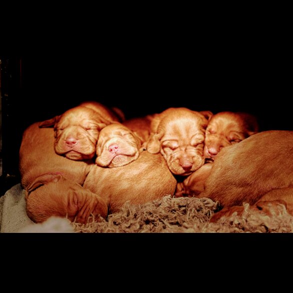 Hungarian Vizsla - Both