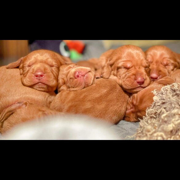 Hungarian Vizsla - Both