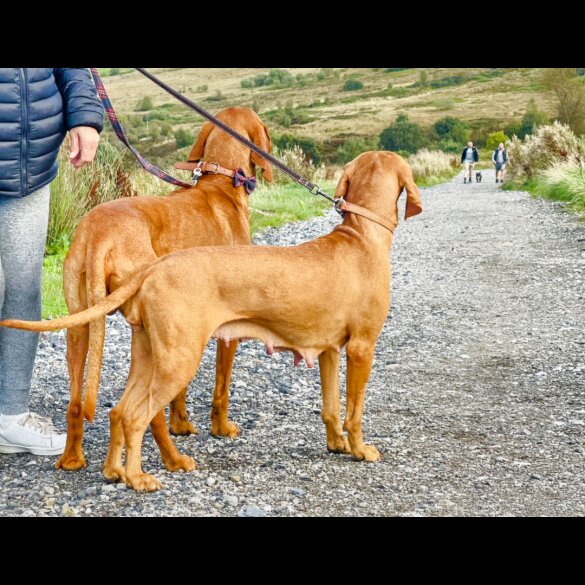 Hungarian Vizsla - Both