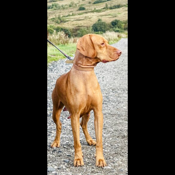 Hungarian Vizsla - Both
